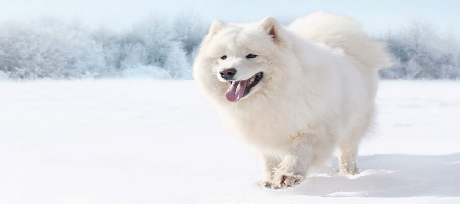 Dog Breeds That Thrive in Cold Climates